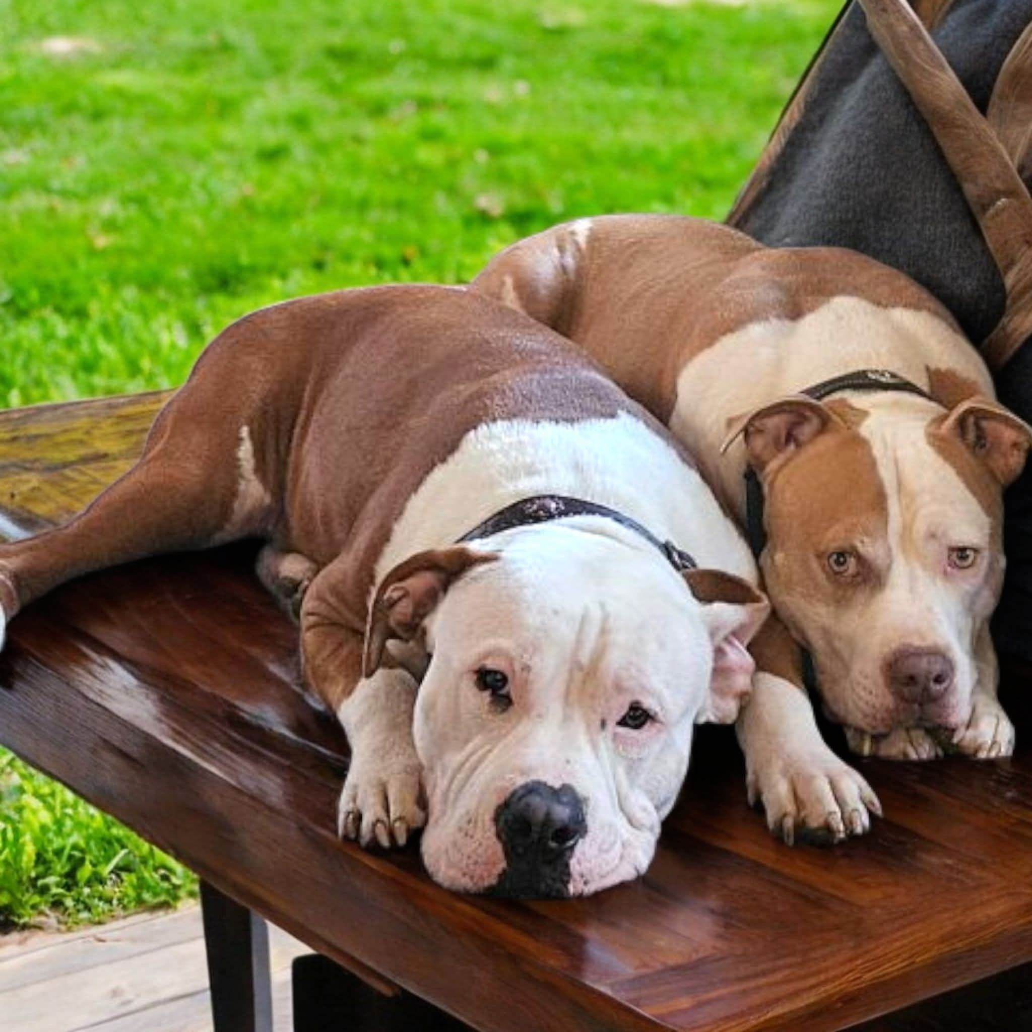 Crowley and Lincoln resting together on a wooden bench